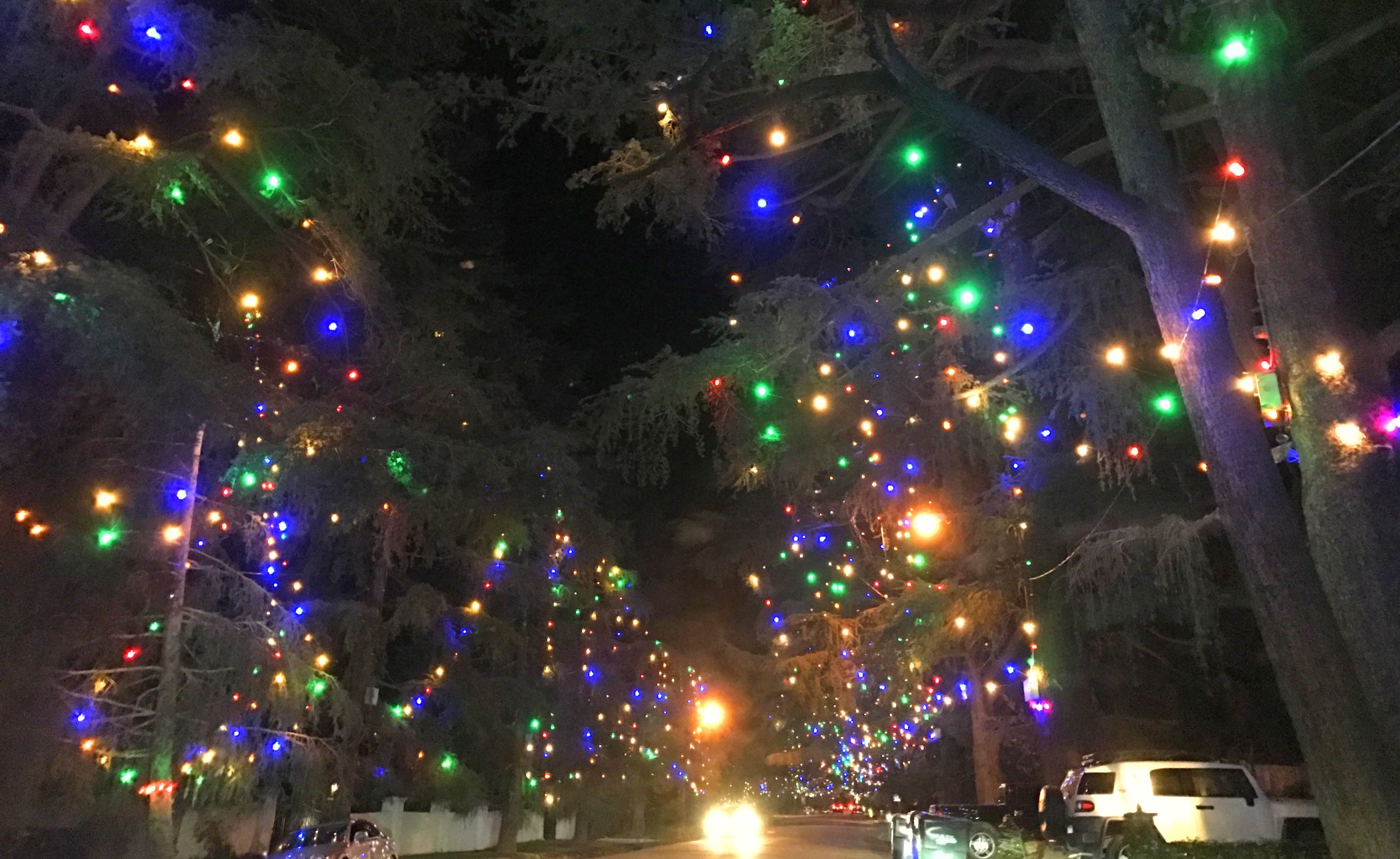 Enchanted Forest of Light at Descanso Gardens A Romantic Holiday