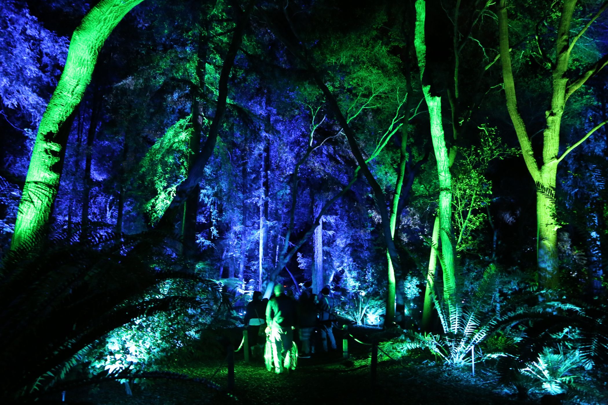 Enchanted: Forest of Light at Descanso Gardens - A Romantic Holiday ...